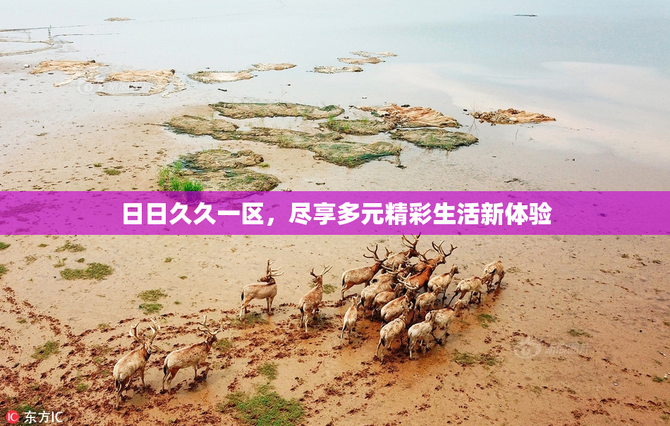 日日久久一区，尽享多元精彩生活新体验