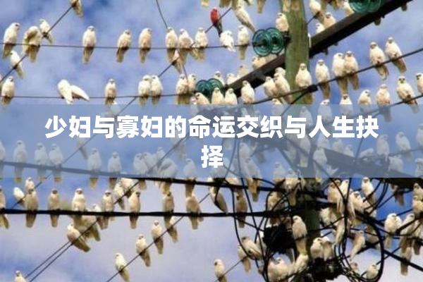 少妇与寡妇的命运交织与人生抉择