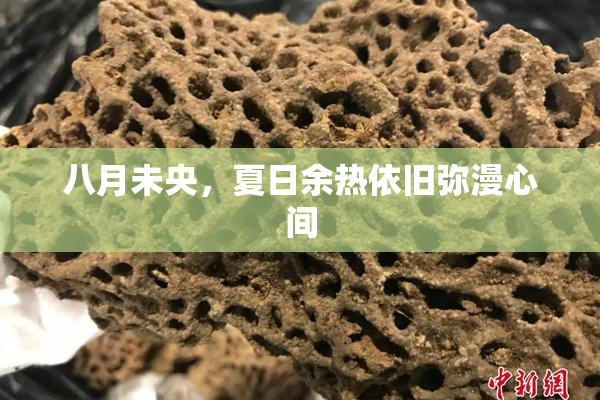 八月未央，夏日余热依旧弥漫心间