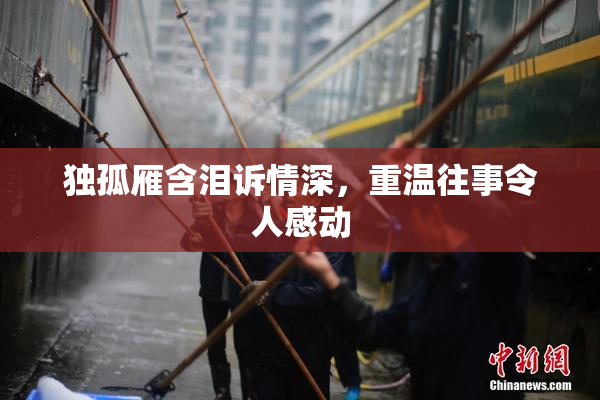 独孤雁含泪诉情深，重温往事令人感动