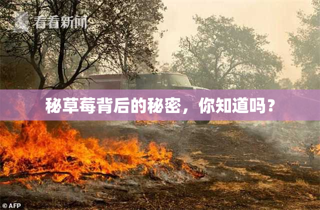 秘草莓背后的秘密，你知道吗？