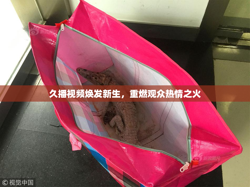 久播视频焕发新生，重燃观众热情之火