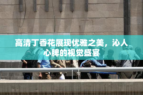 高清丁香花展现优雅之美，沁人心脾的视觉盛宴