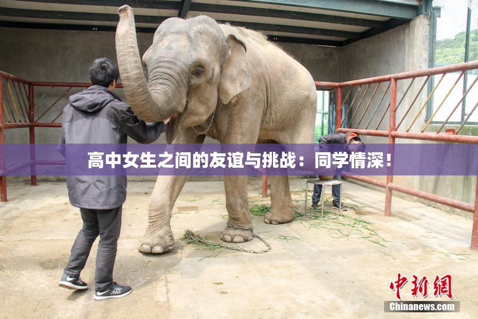 高中女生之间的友谊与挑战：同学情深！