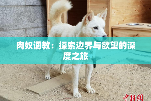 肉奴调教：探索边界与欲望的深度之旅