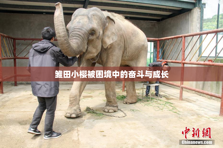 雏田小樱被困境中的奋斗与成长