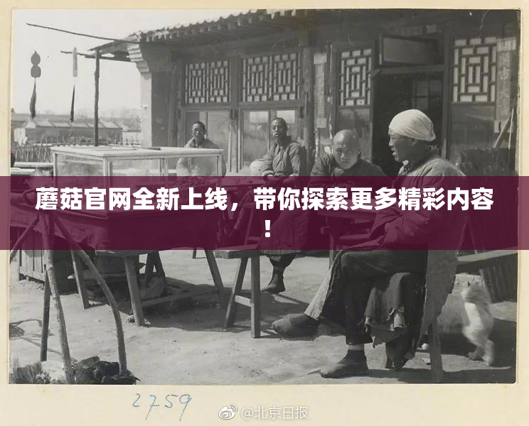 蘑菇官网全新上线，带你探索更多精彩内容！