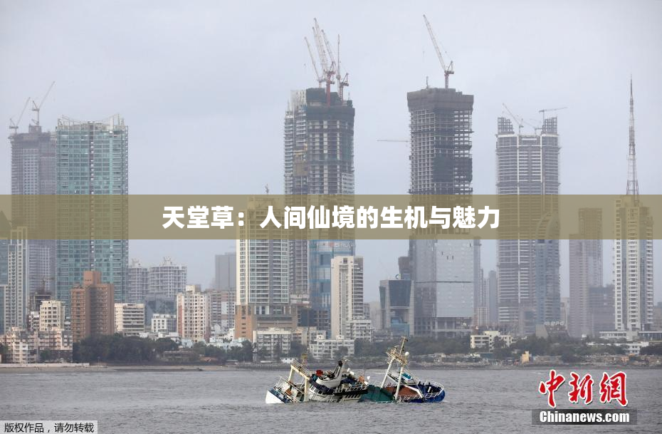 天堂草：人间仙境的生机与魅力