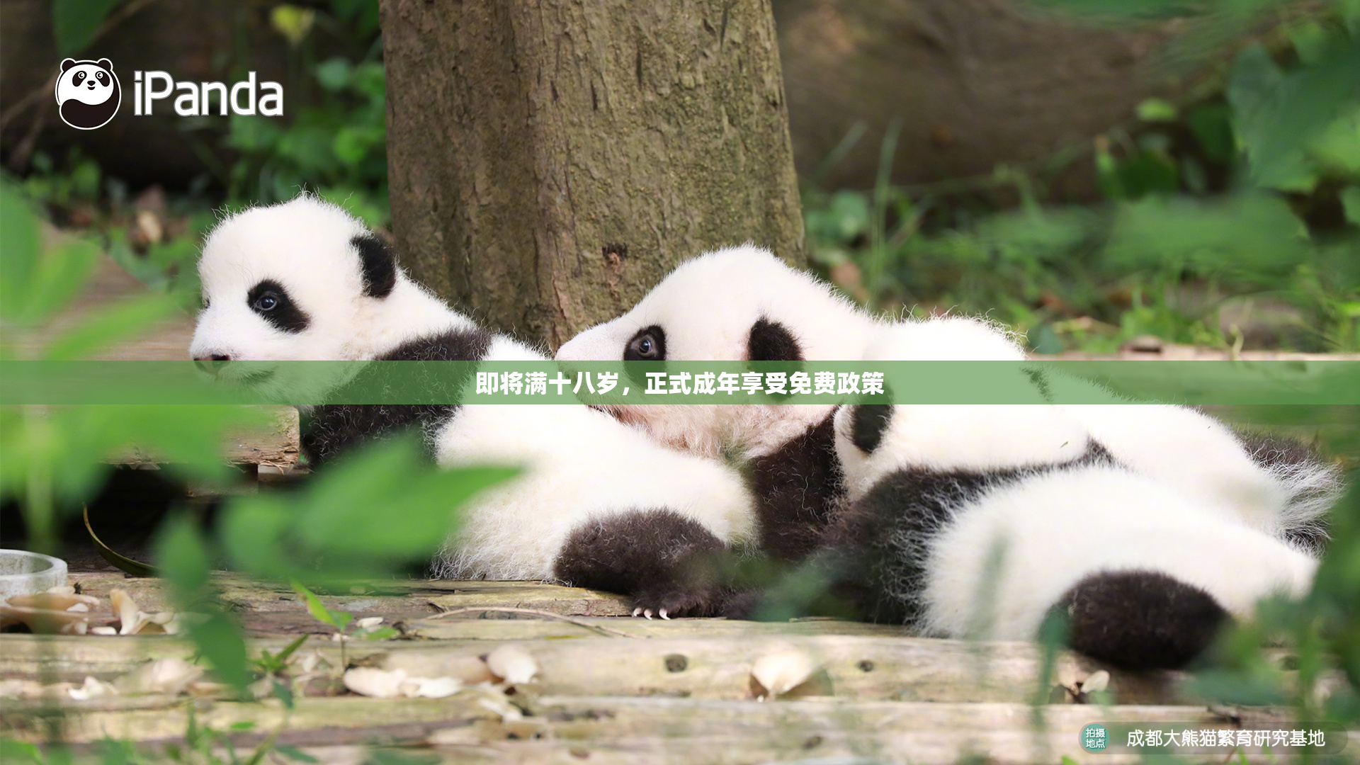 即将满十八岁，正式成年享受免费政策
