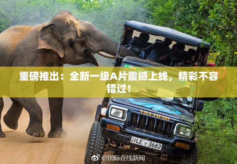 重磅推出：全新一级A片震撼上线，精彩不容错过！