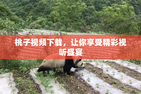 桃子视频下载，让你享受精彩视听盛宴