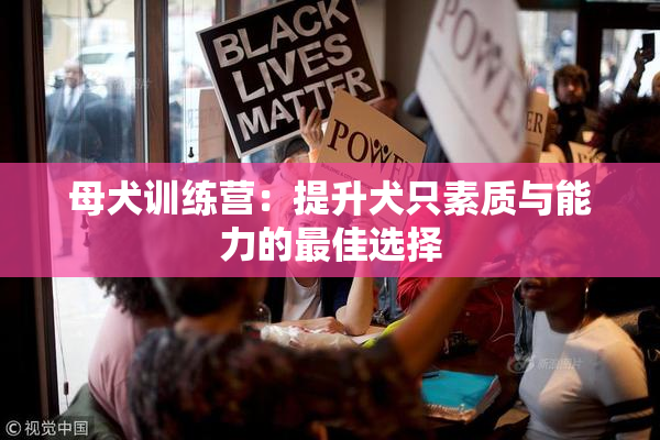 母犬训练营：提升犬只素质与能力的最佳选择