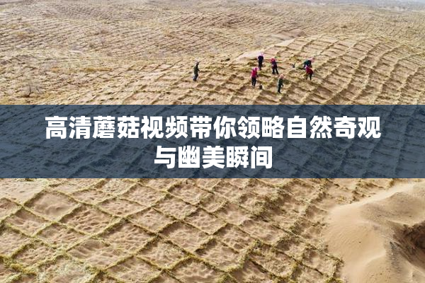 高清蘑菇视频带你领略自然奇观与幽美瞬间