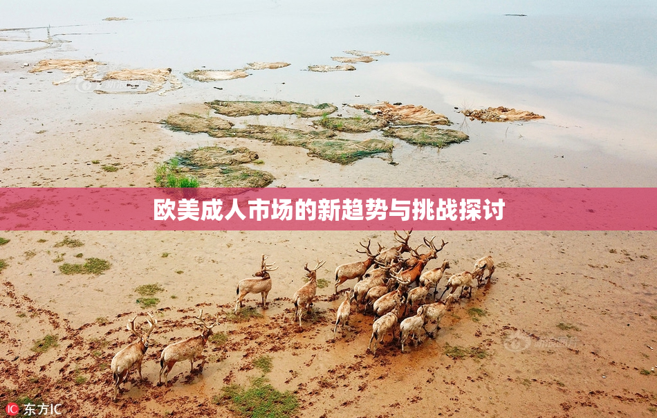 欧美成人市场的新趋势与挑战探讨
