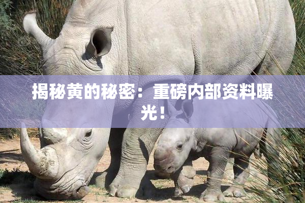 揭秘黄的秘密：重磅内部资料曝光！