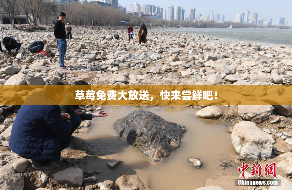 草莓免费大放送，快来尝鲜吧！
