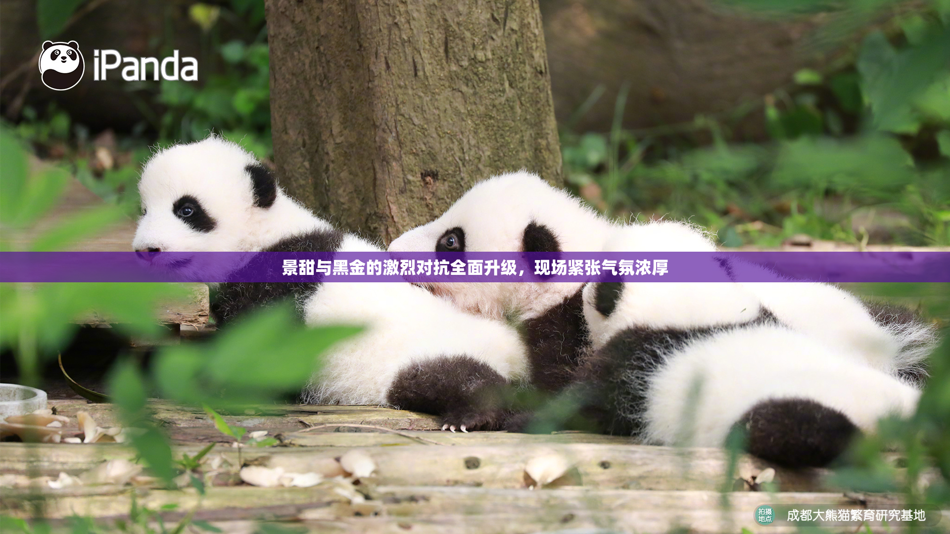 景甜与黑金的激烈对抗全面升级，现场紧张气氛浓厚