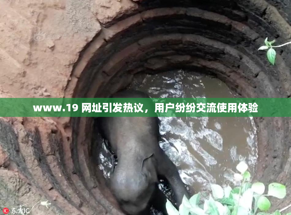 www.19 网址引发热议，用户纷纷交流使用体验