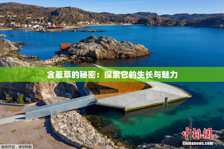 含羞草的秘密：探索它的生长与魅力