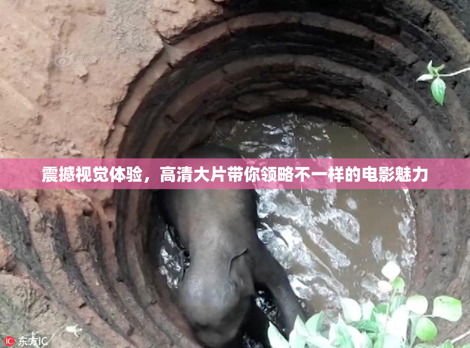 震撼视觉体验，高清大片带你领略不一样的电影魅力