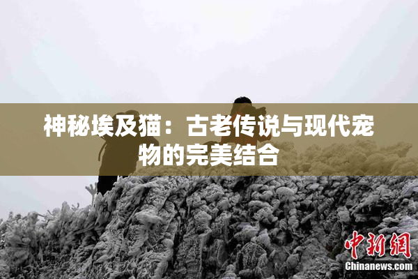 神秘埃及猫：古老传说与现代宠物的完美结合