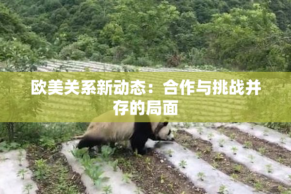 欧美关系新动态：合作与挑战并存的局面