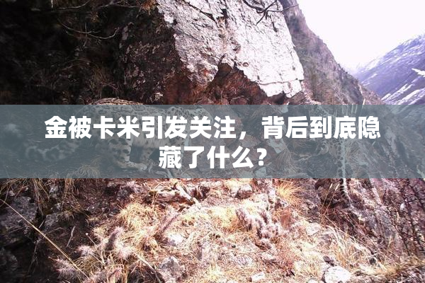 金被卡米引发关注，背后到底隐藏了什么？