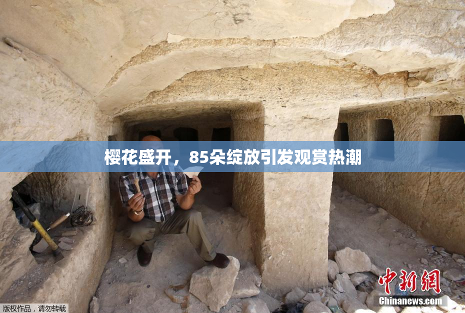 樱花盛开，85朵绽放引发观赏热潮