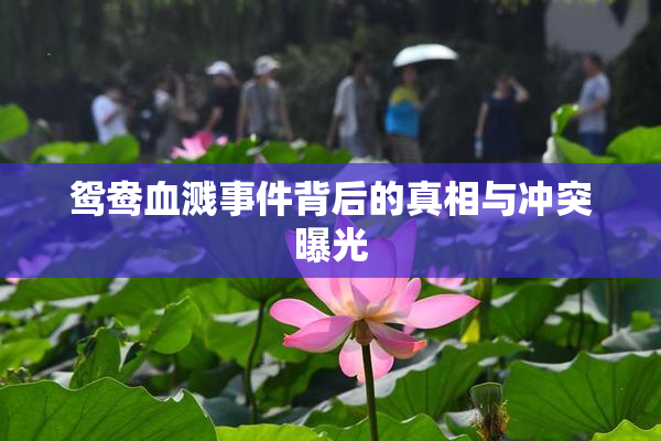 鸳鸯血溅事件背后的真相与冲突曝光