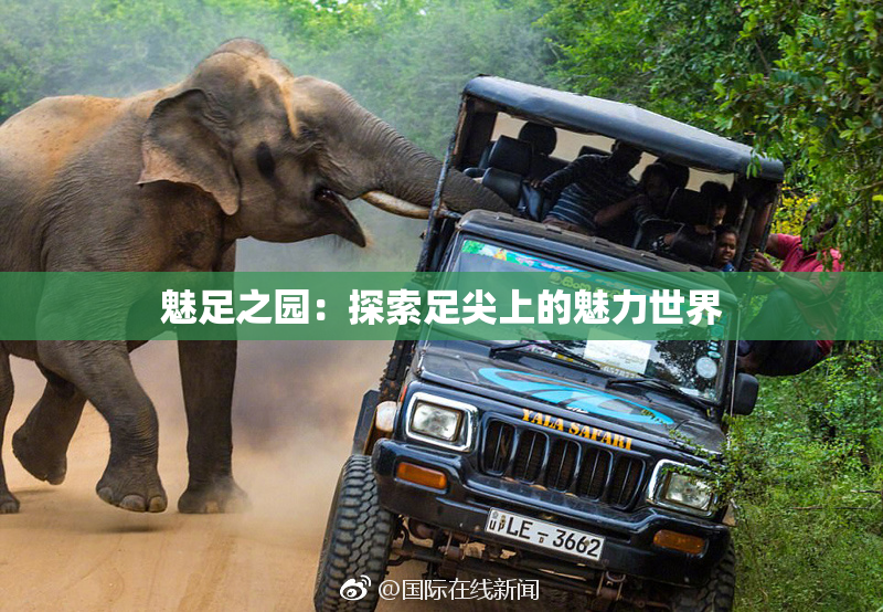 魅足之园：探索足尖上的魅力世界