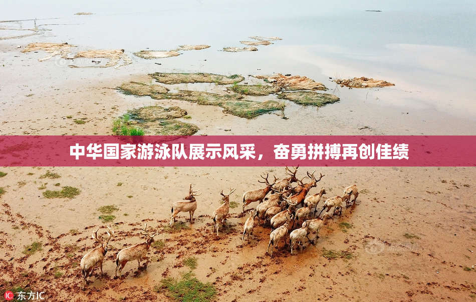 中华国家游泳队展示风采，奋勇拼搏再创佳绩