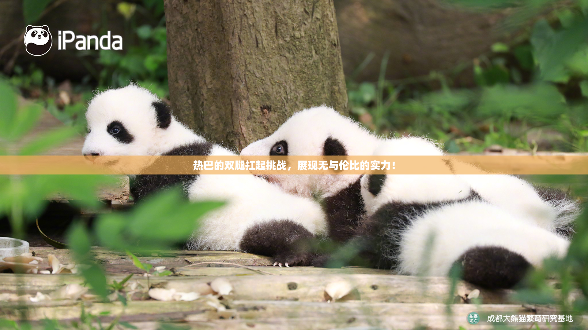 热巴的双腿扛起挑战，展现无与伦比的实力！