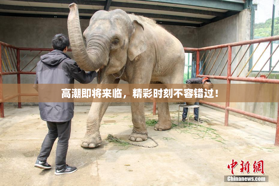 高潮即将来临，精彩时刻不容错过！