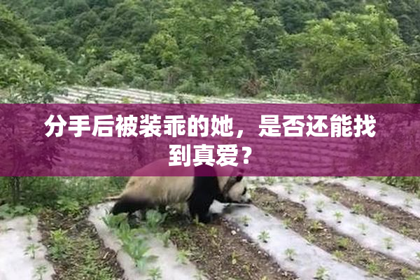 分手后被装乖的她，是否还能找到真爱？