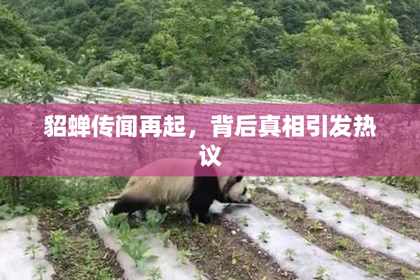 貂蝉传闻再起，背后真相引发热议