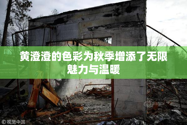 黄澄澄的色彩为秋季增添了无限魅力与温暖