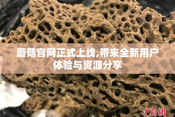 蘑菇官网正式上线,带来全新用户体验与资源分享