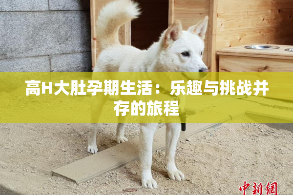 高H大肚孕期生活：乐趣与挑战并存的旅程