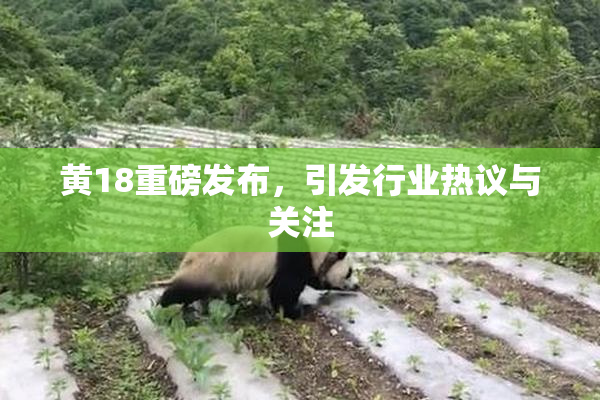 黄18重磅发布，引发行业热议与关注
