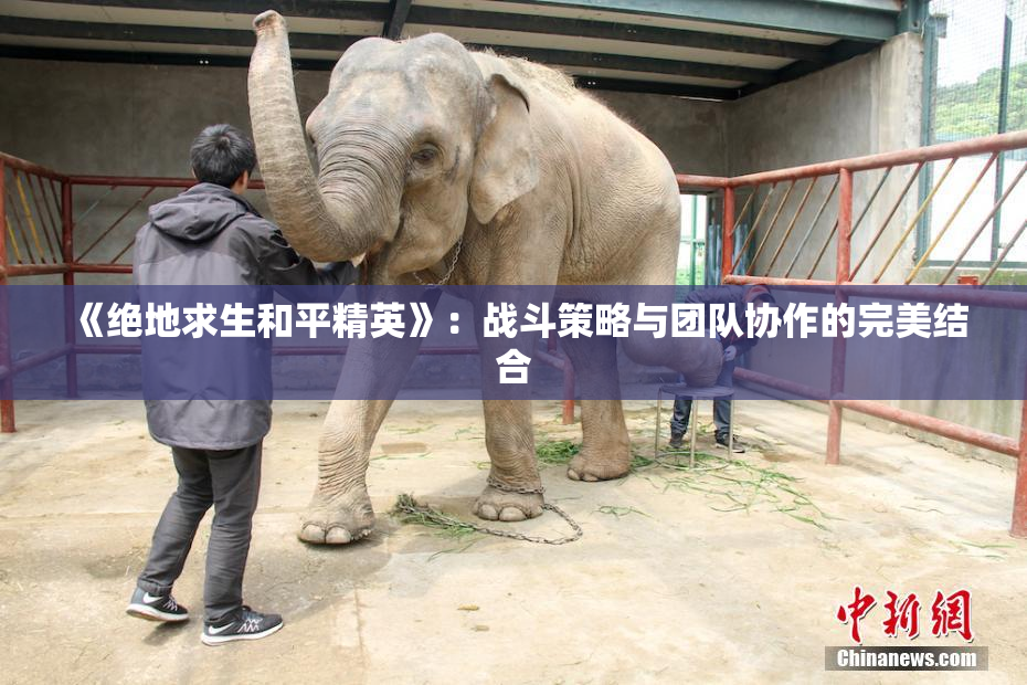 《绝地求生和平精英》：战斗策略与团队协作的完美结合