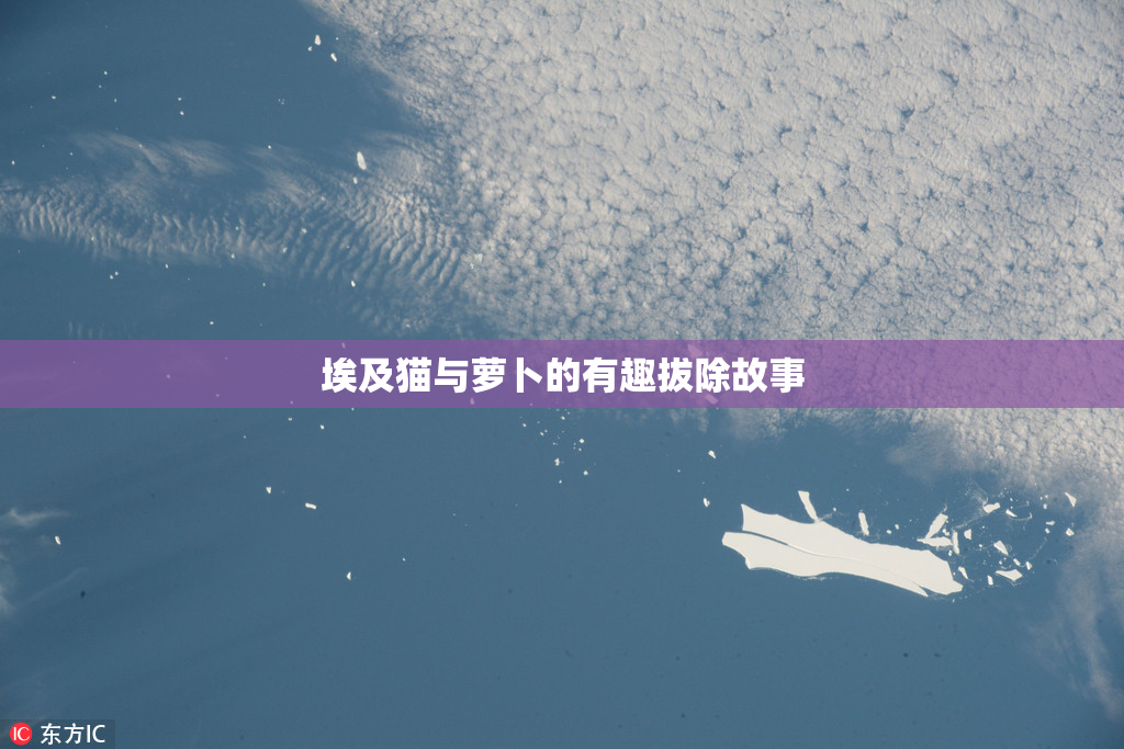 埃及猫与萝卜的有趣拔除故事