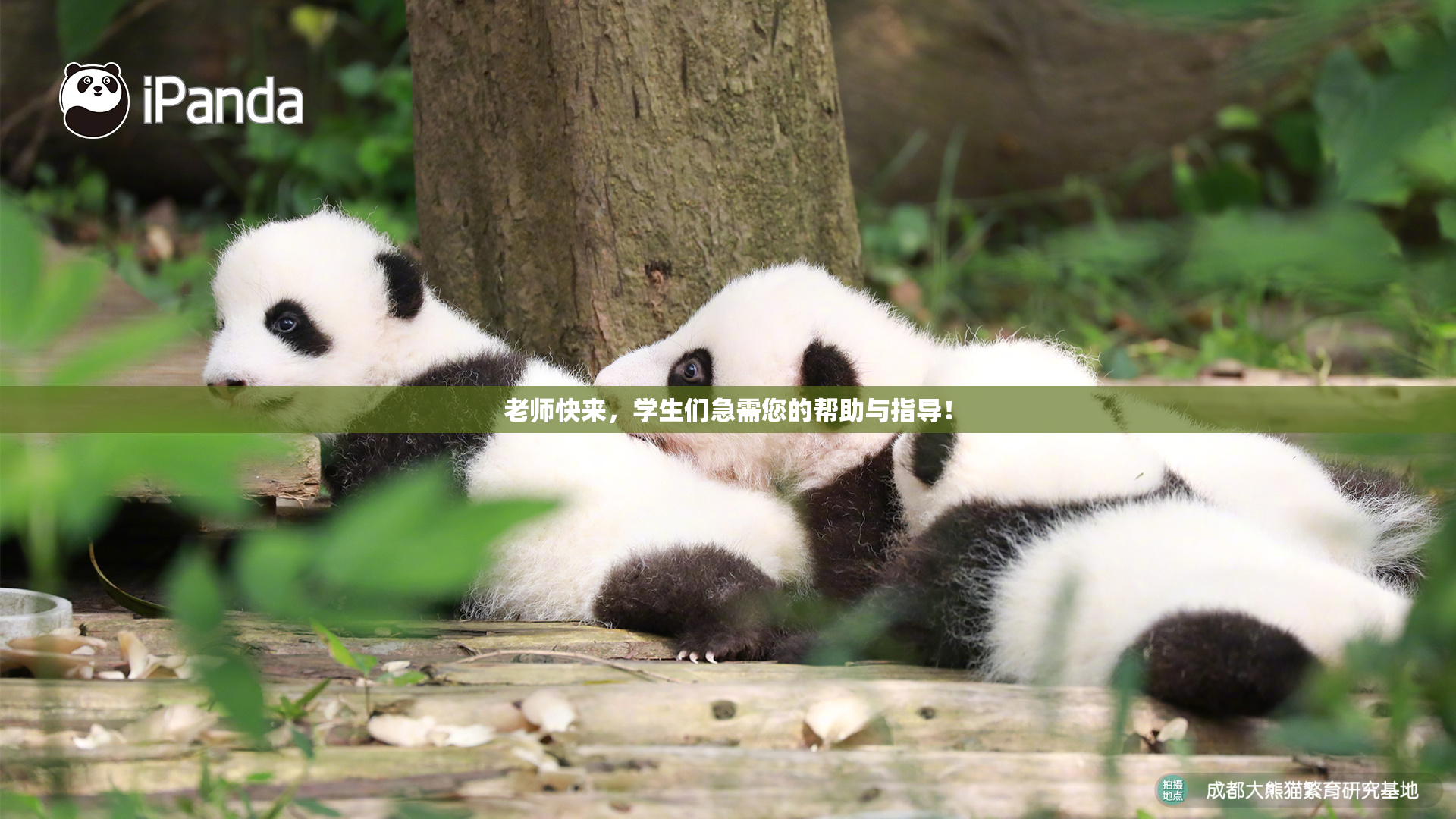 老师快来，学生们急需您的帮助与指导！