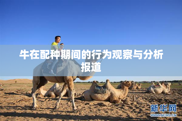 牛在配种期间的行为观察与分析报道