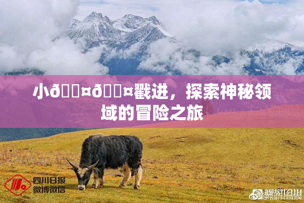 小🐤🐤戳进，探索神秘领域的冒险之旅
