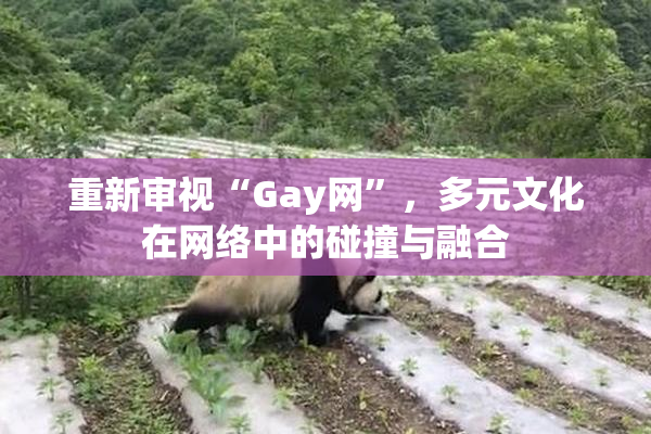 重新审视“Gay网”，多元文化在网络中的碰撞与融合