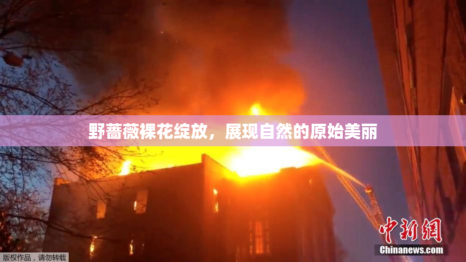 野蔷薇裸花绽放，展现自然的原始美丽