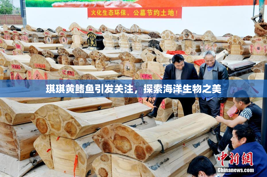 琪琪黄鳍鱼引发关注，探索海洋生物之美