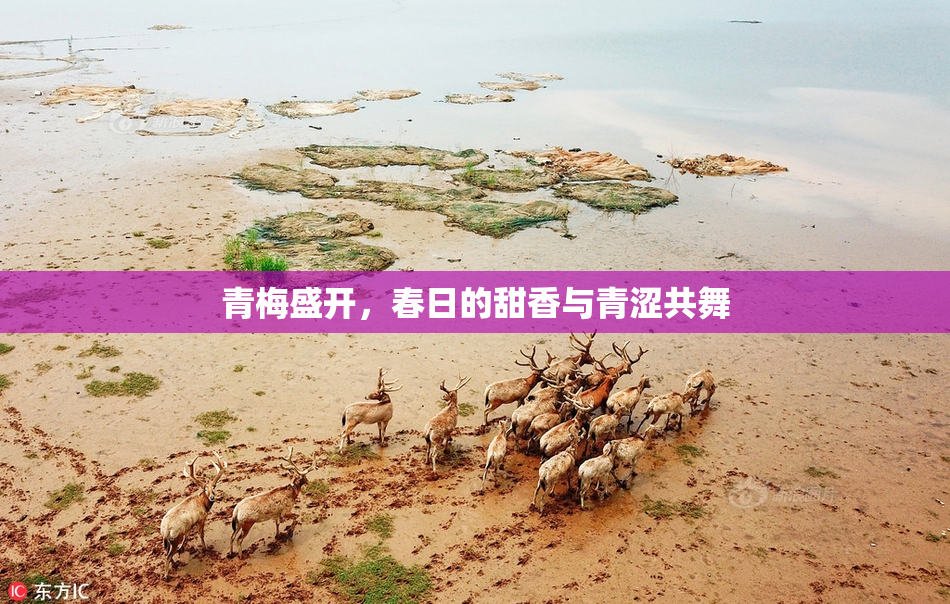 青梅盛开，春日的甜香与青涩共舞