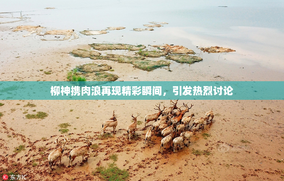柳神携肉浪再现精彩瞬间，引发热烈讨论