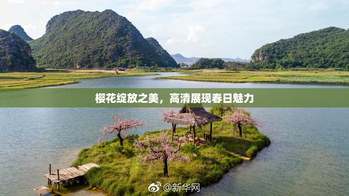 樱花绽放之美，高清展现春日魅力